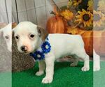 Image preview for Ad Listing. Nickname: Willie