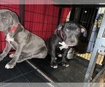 Small Photo #10 American Bully-American Pit Bull Terrier Mix Puppy For Sale in PHOENIX, AZ, USA