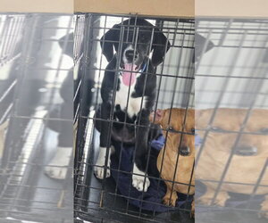 Borador Dogs for adoption in Aurora, IN, USA