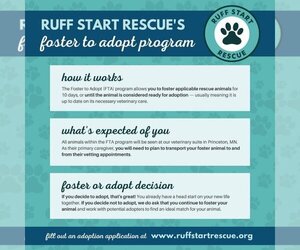 Coonhound-Labrador Retriever Mix Dogs for adoption in Princeton, MN, USA