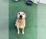 Small Labrador Retriever Mix