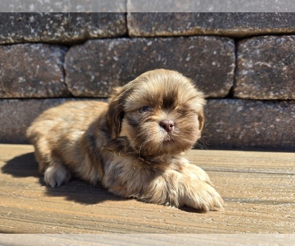 Medium Photo #3 Shih Tzu Puppy For Sale in CARLYLE, IL, USA