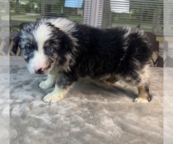 Medium Photo #7 Australian Shepherd Puppy For Sale in SALISBURY, NC, USA