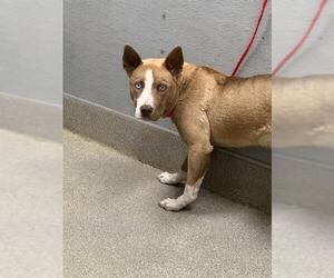 Siberian Husky-Unknown Mix Dogs for adoption in Las Vegas, NV, USA