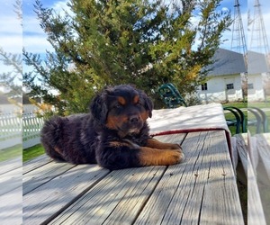 Bernese Mountain Dog-Saint Bernard Mix Puppy for sale in FRYTOWN, IA, USA