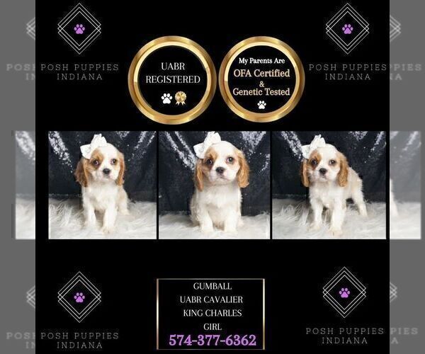 Medium Photo #3 Cavalier King Charles Spaniel Puppy For Sale in WARSAW, IN, USA