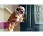 Small Photo #19 Olde English Bulldogge Puppy For Sale in OVERLAND, KS, USA
