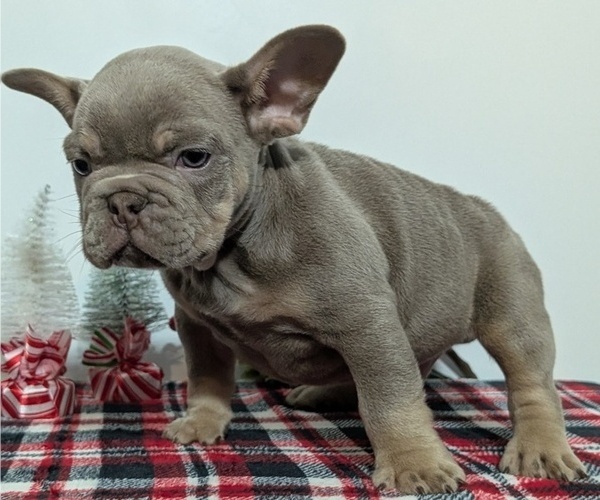 Medium Photo #9 French Bulldog Puppy For Sale in GOSHEN, IN, USA