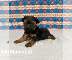 Image preview for Ad Listing. Nickname: Tiny Maverick