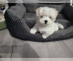 Small Photo #9 Maltese Puppy For Sale in WICHITA, KS, USA