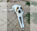 Small #1 Great Pyrenees Mix