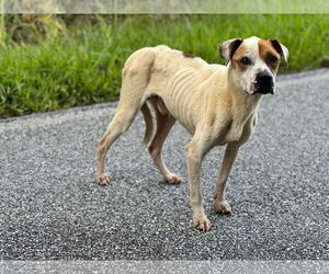 Boxer-Unknown Mix Dogs for adoption in Roaring River, NC, USA