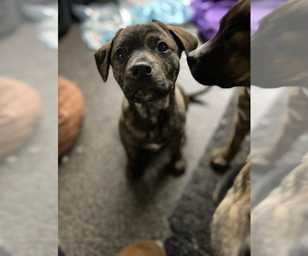 Medium Photo #13 English Mastweiler Puppy For Sale in Oro Medonte, Ontario, Canada