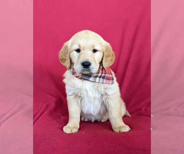 Medium Photo #7 Golden Retriever Puppy For Sale in OXFORD, PA, USA