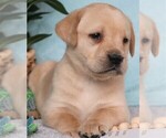 Small #11 Labrador Retriever