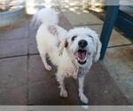 Small #1 Maltese-Poodle (Toy) Mix