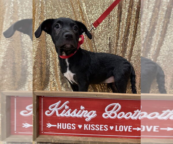 Medium Photo #3 American Staffordshire Terrier-Unknown Mix Puppy For Sale in Wenonah, NJ, USA