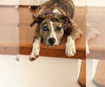 Small #4 Catahoula Leopard Dog Mix