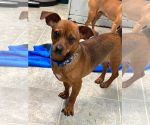 Chihuahua-Unknown Mix Dogs for adoption in Rustburg, VA, USA