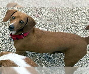 Basschshund Dogs for adoption in Deepwater, NJ, USA