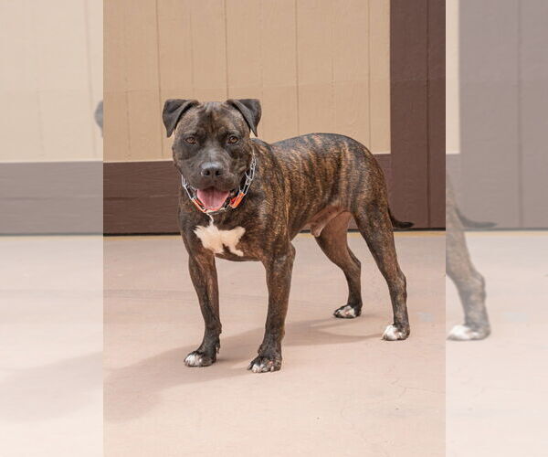 Medium Photo #14 American Staffordshire Terrier-Unknown Mix Puppy For Sale in Lake Forest, CA, USA