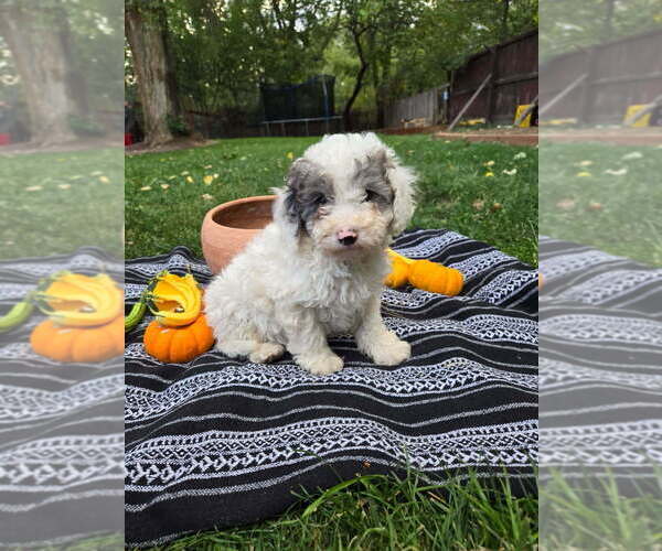 Medium Photo #2 Poodle (Miniature) Puppy For Sale in CANON CITY, CO, USA