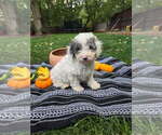 Small #1 Poodle (Miniature)
