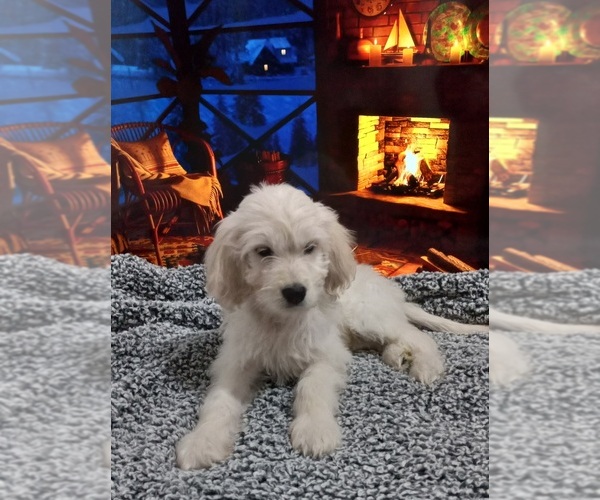 Medium Photo #3 Goldendoodle Puppy For Sale in BARK RIVER, MI, USA