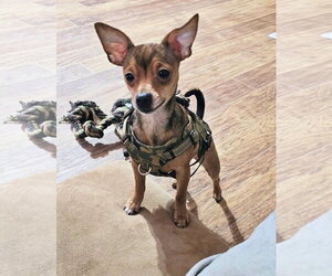Chihuahua-Unknown Mix Dogs for adoption in Rockaway, NJ, USA