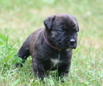 Small Photo #18 Boerboel Puppy For Sale in WASILLA, AK, USA
