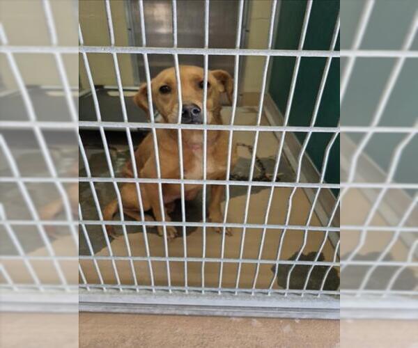 Medium Photo #1 Labrador Retriever-Unknown Mix Puppy For Sale in Texas City, TX, USA