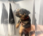 Small Photo #3 Rottweiler Puppy For Sale in TEMECULA, CA, USA