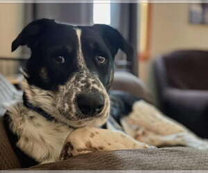 Mutt Dogs for adoption in Alexander, AR, USA