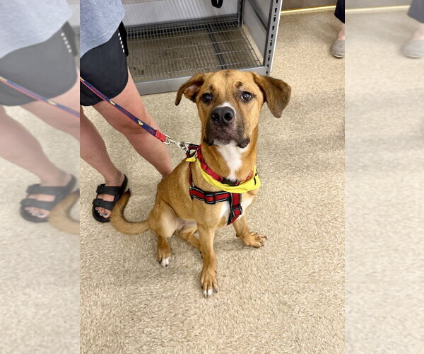 Medium Photo #11 Labrador Retriever-Rhodesian Ridgeback Mix Puppy For Sale in Brewster, NY, USA
