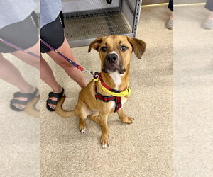 Nugget - Male Labrador Retriever-Rhodesian Ridgeback Mix Dog for Adoption - Photo #11