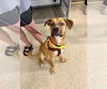 Small #10 Labrador Retriever-Rhodesian Ridgeback Mix