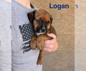 Mutt Dogs for adoption in Goodyear, AZ, USA