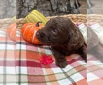 Small #1 Goldendoodle