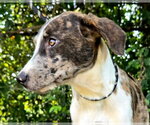 Small Catahoula Leopard Dog Mix