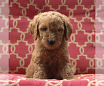 Small #4 Goldendoodle-Poodle (Standard) Mix