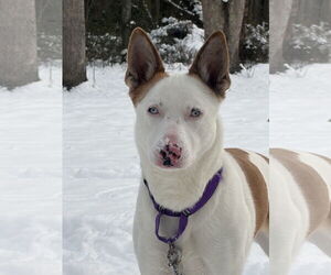 Rosalyn - Female Mutt Dog for Adoption - Photo #11