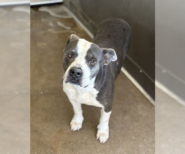 Medium Photo #2 Mutt Puppy For Sale in San Bernardino, CA, USA