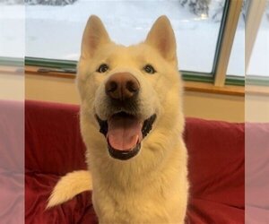 Siberian Husky-Unknown Mix Dogs for adoption in Anchorage, AK, USA