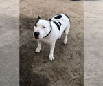 Small #1 Bull Terrier Mix