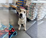 Small #2 Labrador Retriever Mix