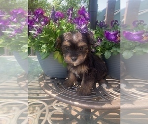 YorkiePoo Puppy for sale in NOBLESVILLE, IN, USA
