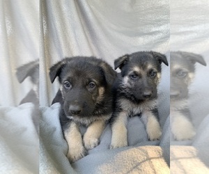 German Shepherd Dog Puppy for sale in LIVINGSTON, TN, USA