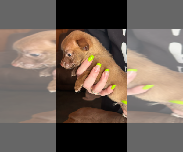 Medium Photo #6 Chiranian Puppy For Sale in WEST BRANCH, MI, USA