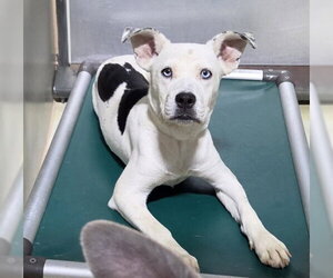 Mutt Dogs for adoption in Bakersfield, CA, USA