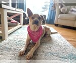 Small Mutt